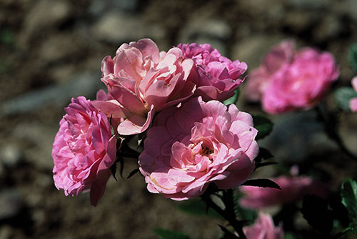 Rosier Petite Françoise