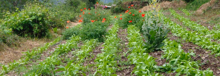 plantes aromatiques et médicinales cultivées en agriculture biologique certifiée ecocert