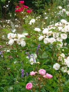 Pépinière les Rosiers des Merles